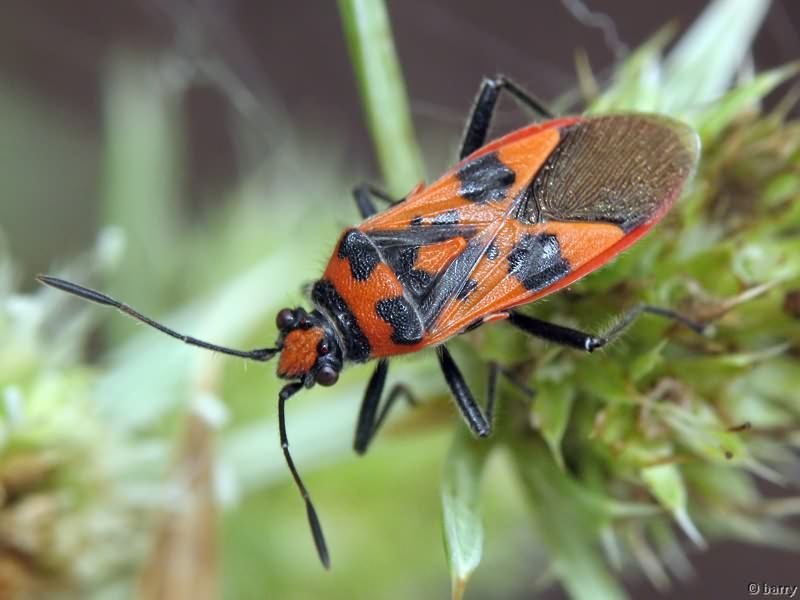 Corizus hyoscyami (Linnaeus, 1758)
